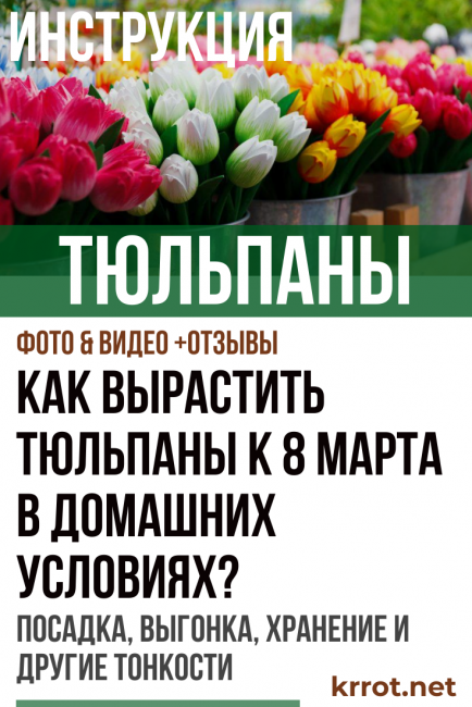 τουλίπες μέχρι τις 8 Μαρτίου στο σπίτι