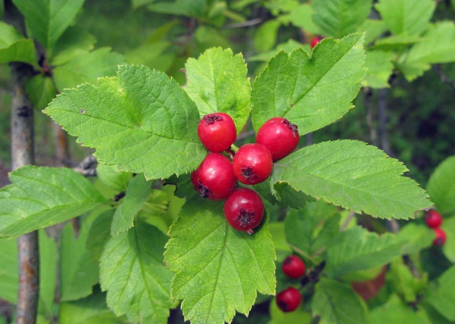 Rojo sangre (siberiano)
