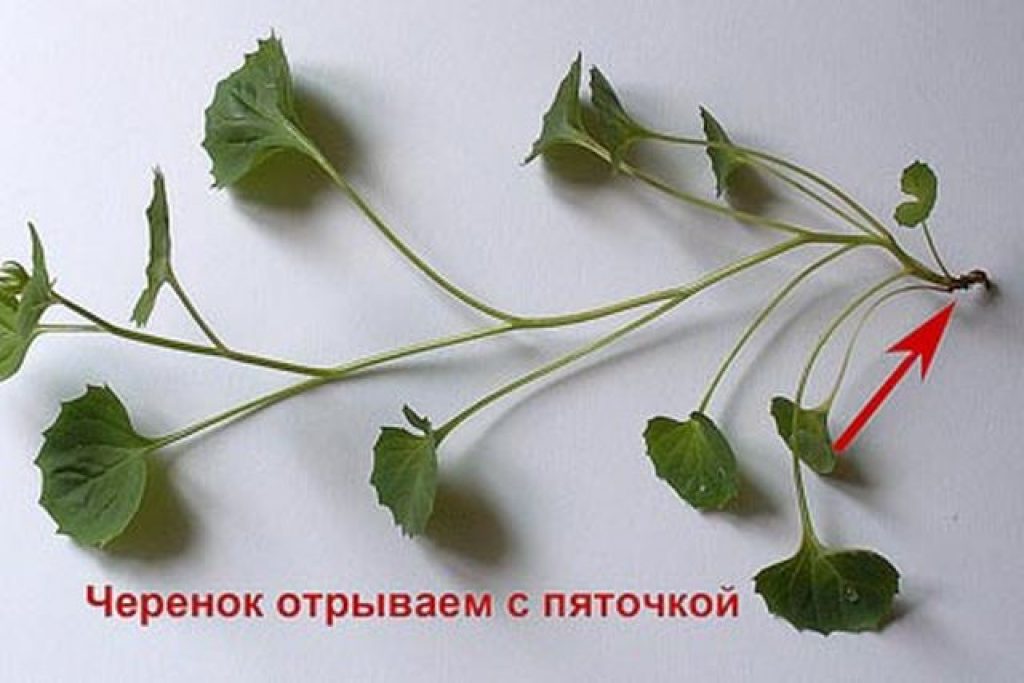 chryeok campanula