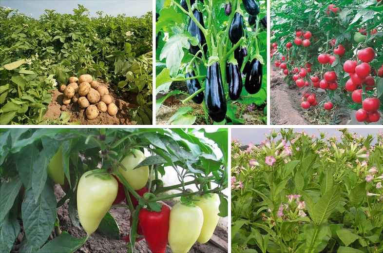 Aubergine tillhör familjen nattskuggor.