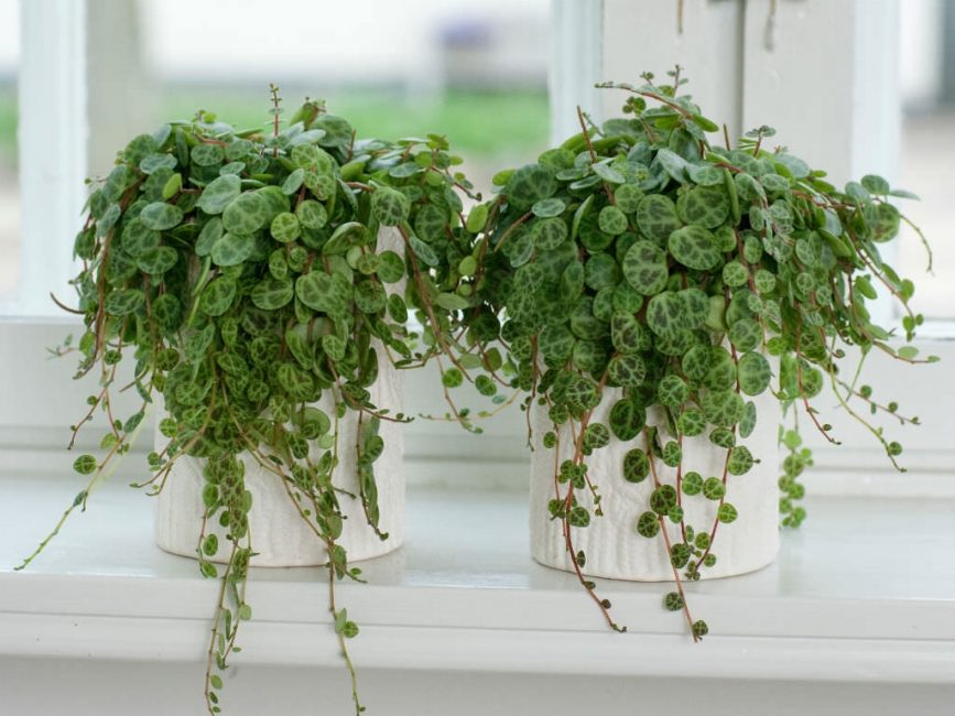 Peperomia στο περβάζι