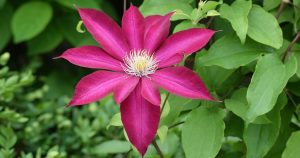 Clematis: descripción, clasificación de variedades, cultivo, plantación y cuidado en campo abierto (50 fotos y videos) + Reseñas