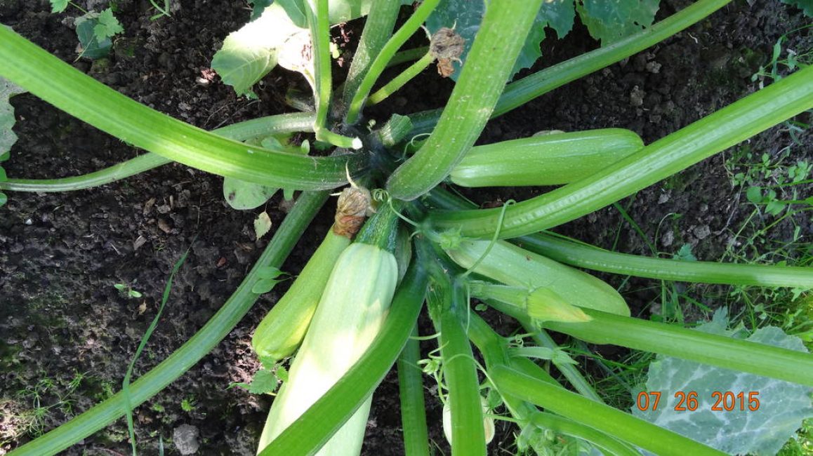 Kesäkurpitsalajike Kawili Zucchini