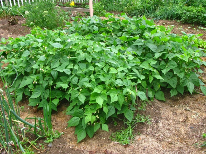 papupensaat