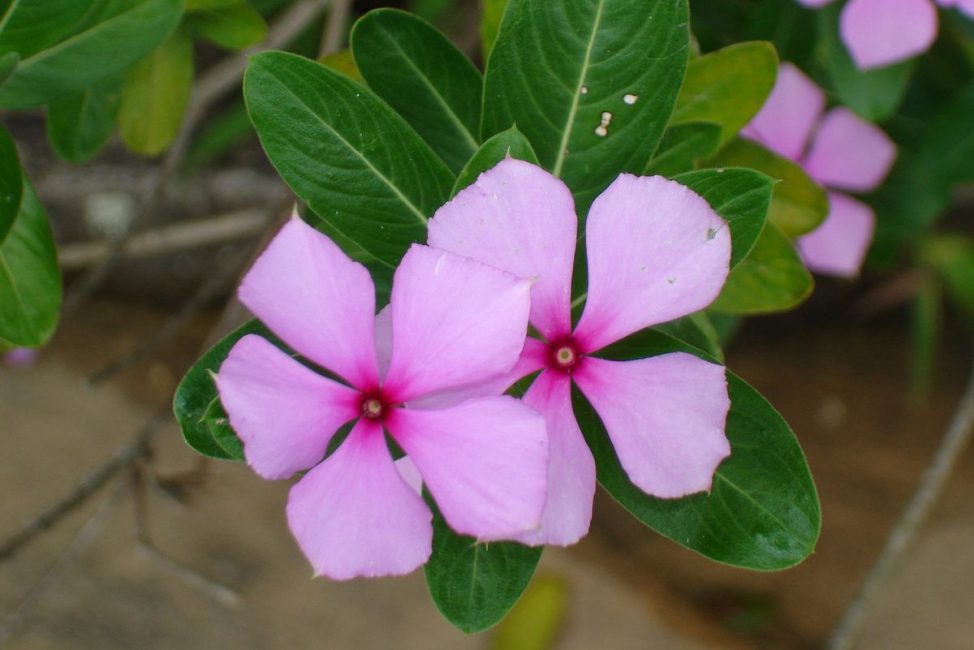 Catharanthus Lanceus