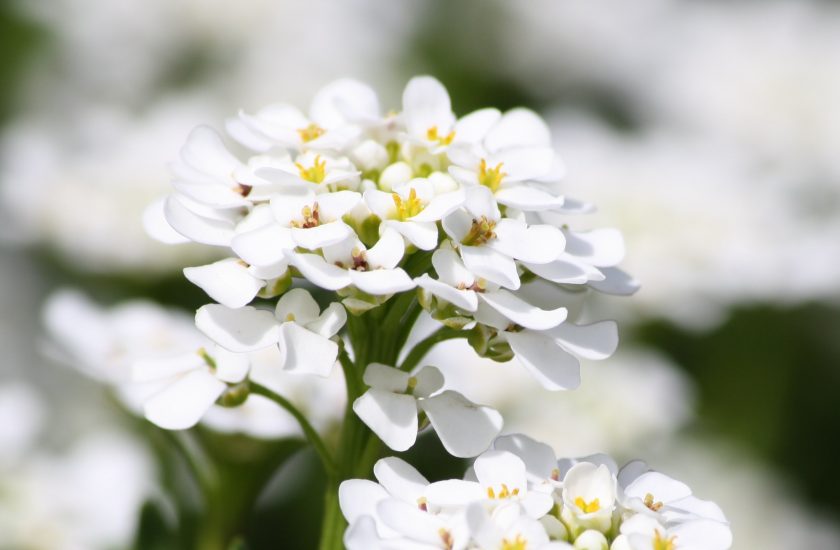 φύτευση και φροντίδα alyssum