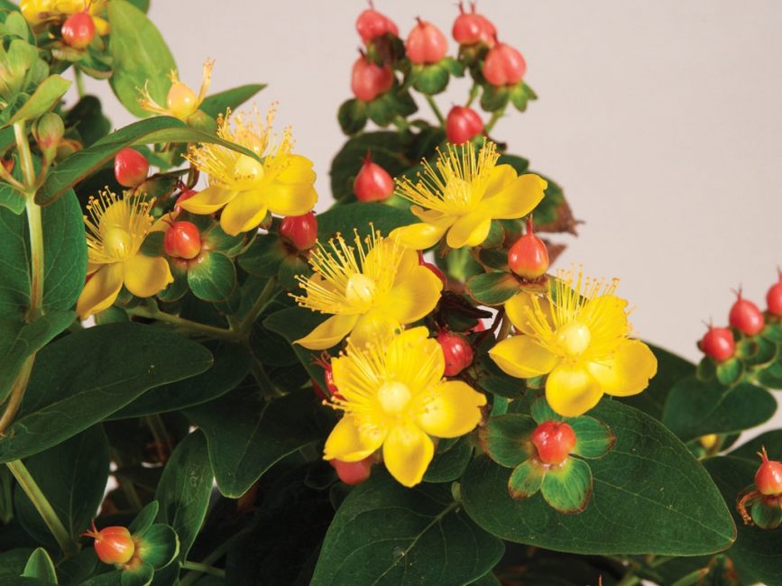 flor de l'herba de Sant Joan
