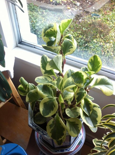 Peperomia στο περβάζι