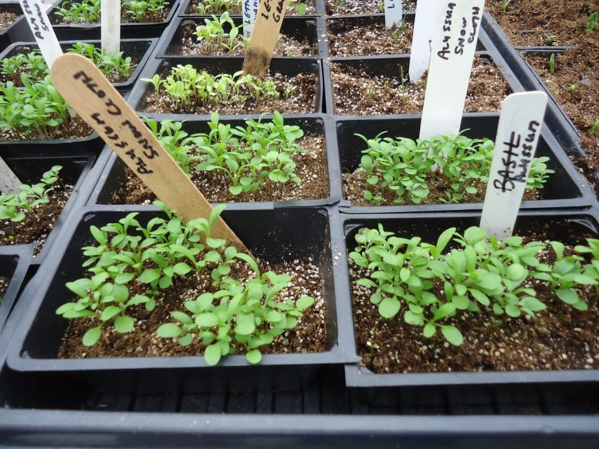 alyssum taimi