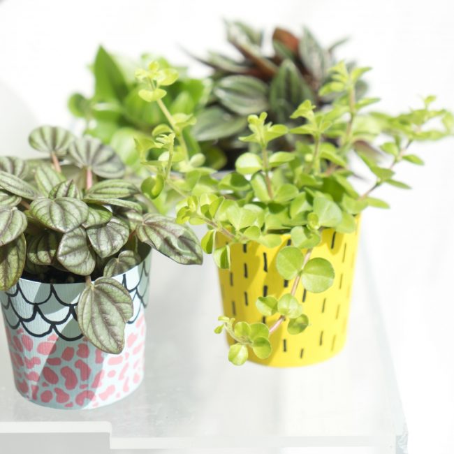 Peperomia σε γλάστρες
