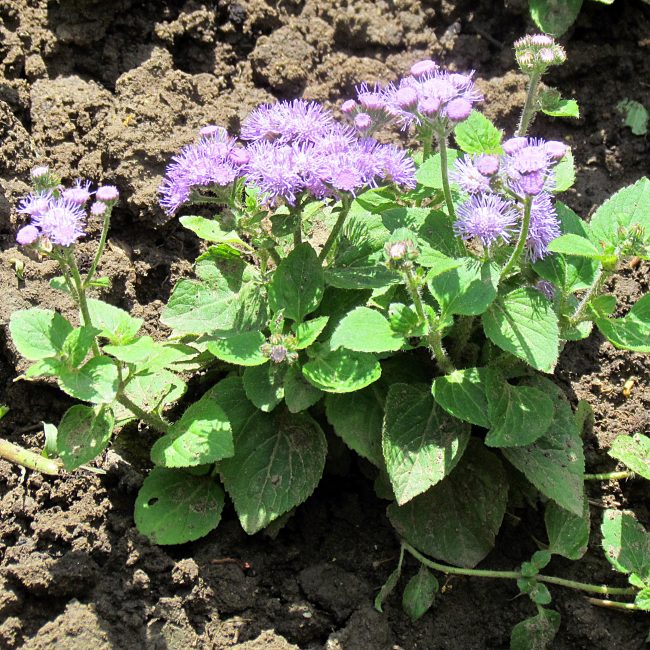 İki ay içinde ageratum'un çiçek açması beklenmelidir.
