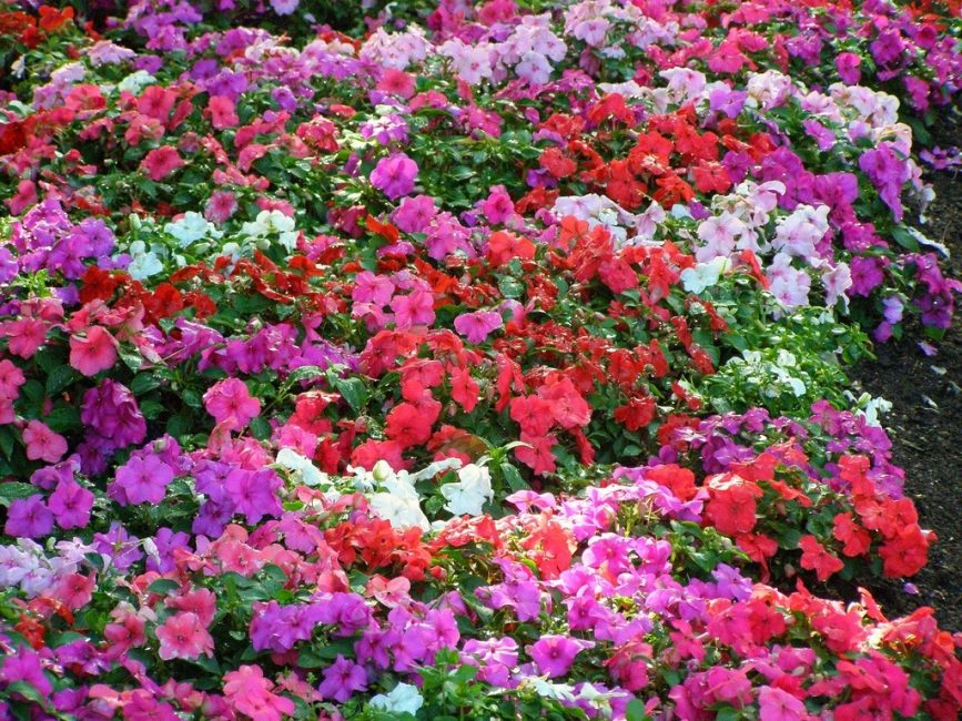 Macizo de flores con varios tipos de bálsamo