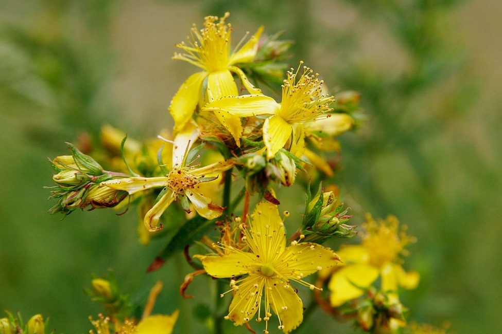 Herba de Sant Joan (Hypericum)