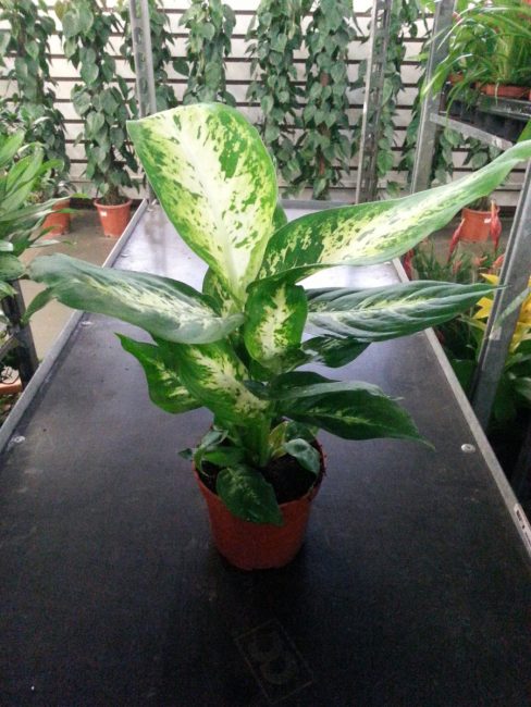 dieffenbachia a la botiga exposada