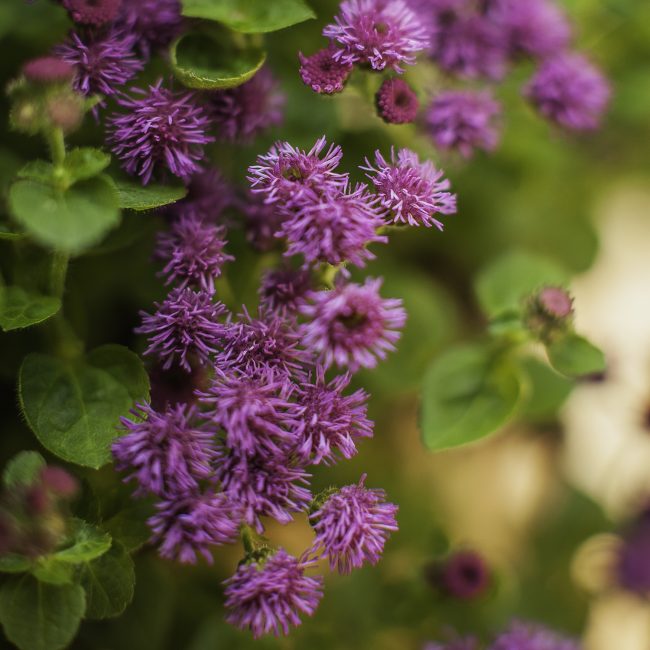 Ageratum çiçeği, çeşitli hastalıklar ve zararlı böcekler tarafından zarar görmeye meyillidir.