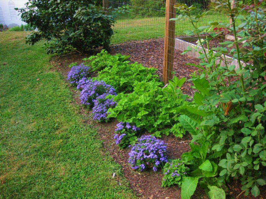 Bakımlı ageratum çalıları