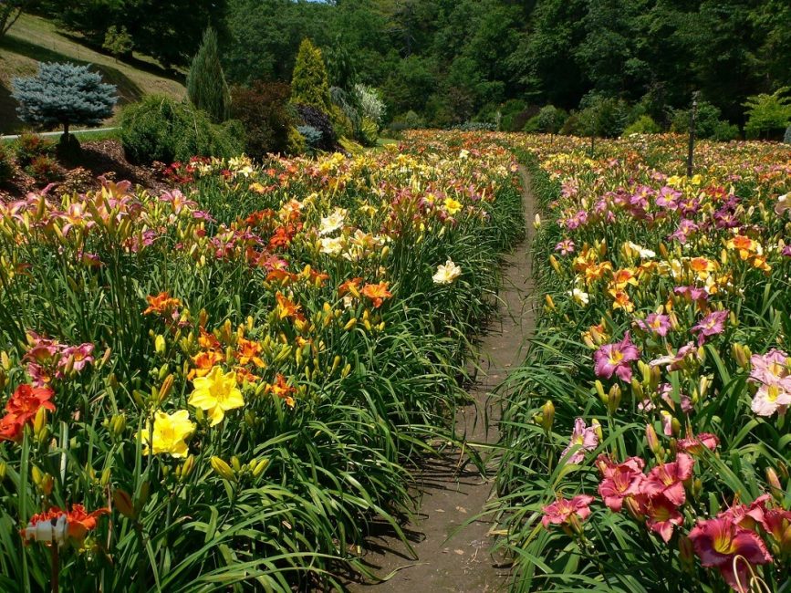 Κρεβάτια Daylily