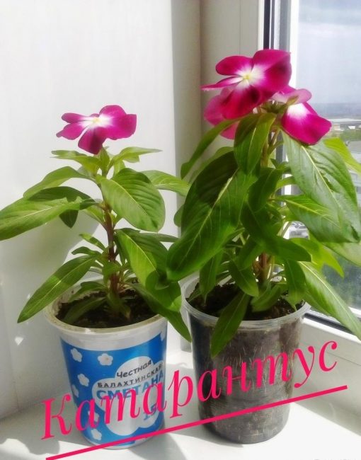 Σπίτι catharanthus
