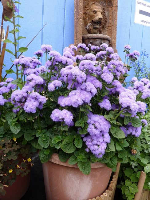Çiçekli ageratum'un aktif aşaması