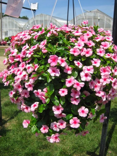 Με τον catharanthus ετοιμάστε βάμματα με βάση τη βότκα ή το αλκοόλ