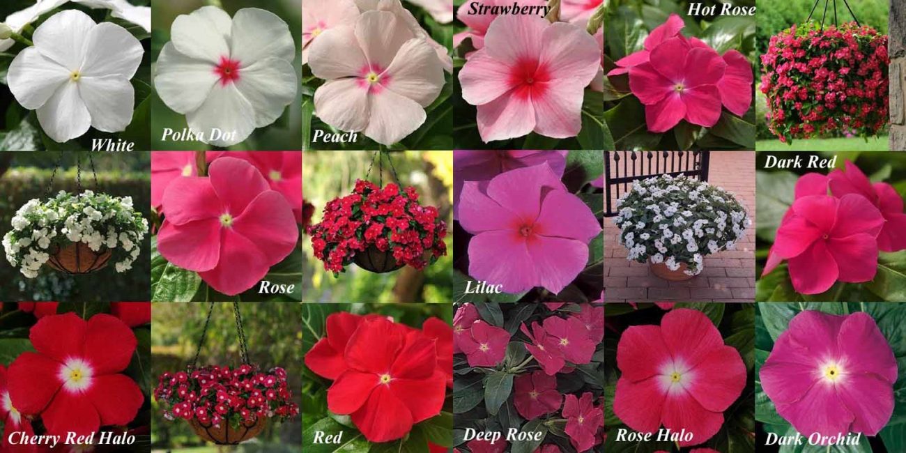 Τύποι και ποικιλίες catharanthus