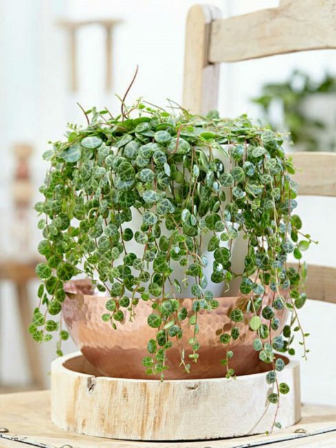 Η Peperomia θα είναι ένα εξαιρετικό στοιχείο της διακόσμησής σας