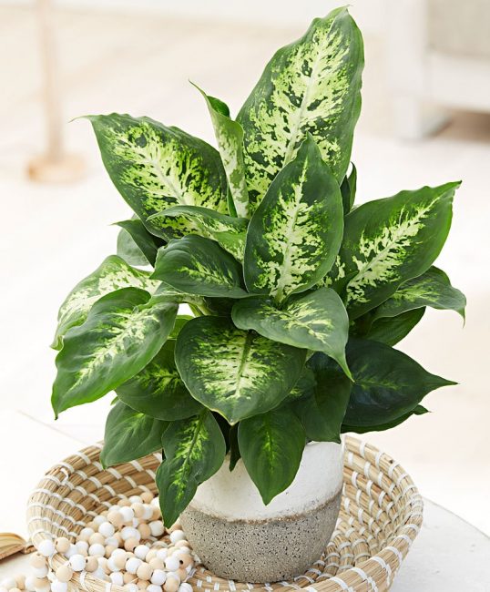 casa Dieffenbachia