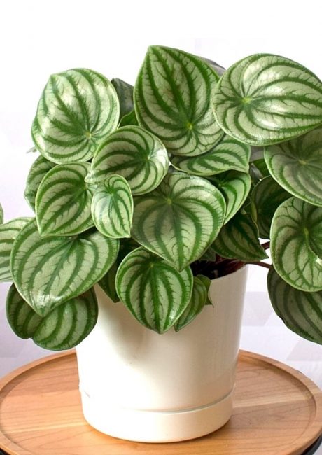 Peperomia σε κατσαρόλα