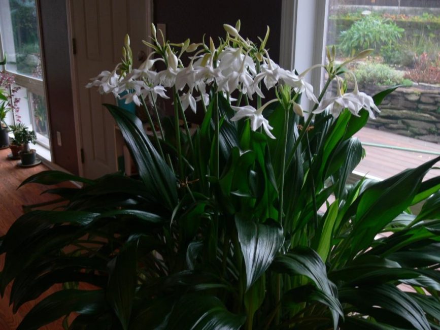 Eucharis valkoinen pohjoisessa ikkunassa