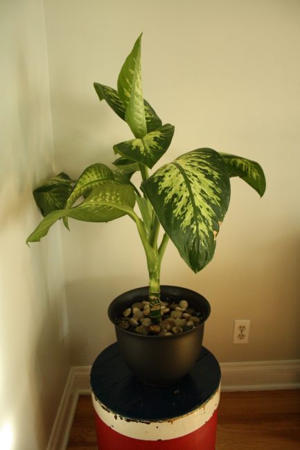 casa Dieffenbachia
