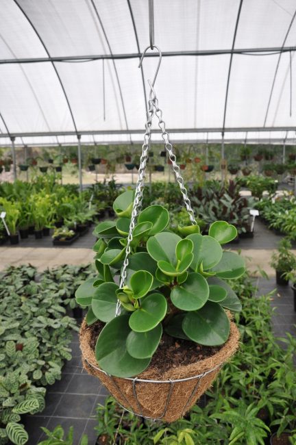 Peperomia σε θερμοκήπιο