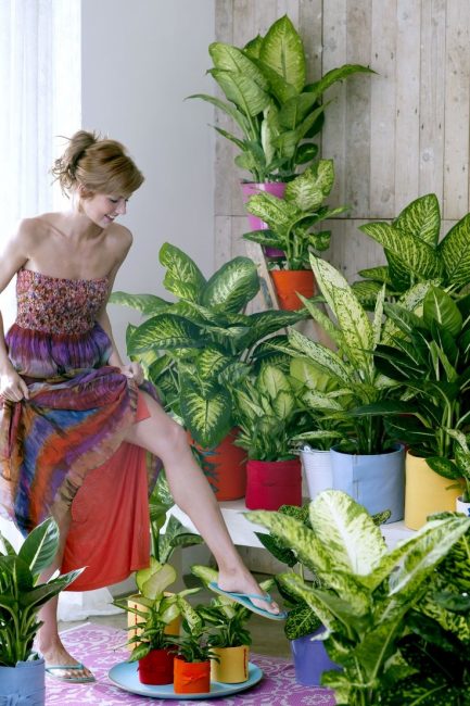Noia amb flors de Dieffenbachia