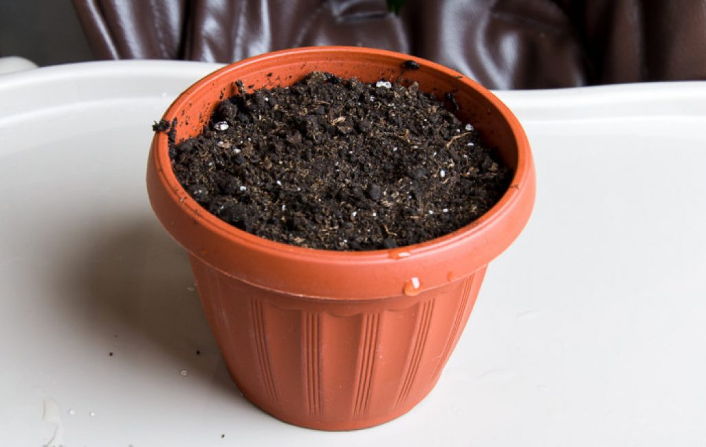 Como con la mayoría de las plantas, el hippeastrum requiere un suelo suelto y con mucha humedad.
