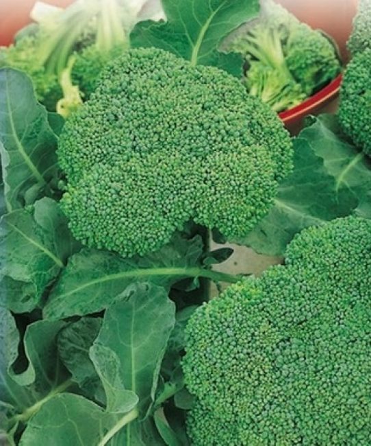 kål broccoli gnome sort