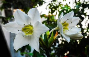 Eucharis στο σπίτι: περιγραφή, είδη, καλλιέργεια και φροντίδα (70 Φωτογραφίες & Βίντεο) + Κριτικές