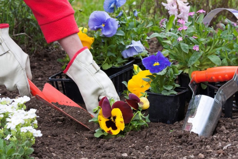 plantando flores