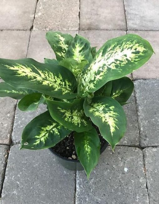 Dieffenbachia comprat a la primavera s'adapta més ràpidament a les noves condicions