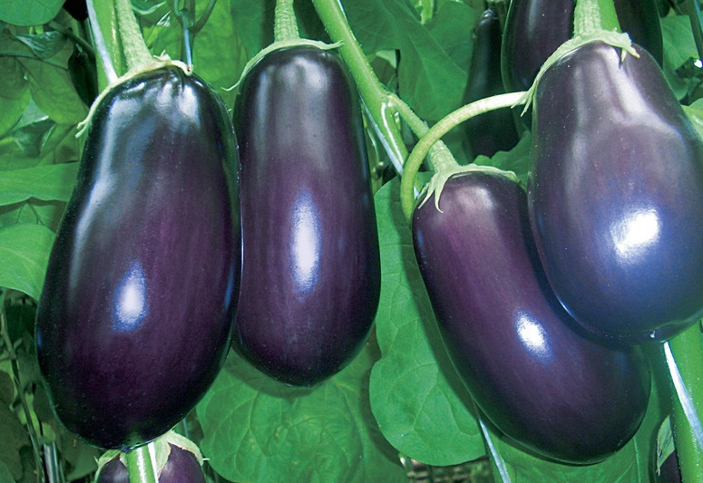 Marsipan F1 aubergine sort