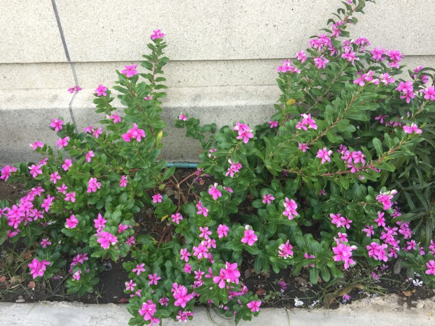 θάμνος catharanthus