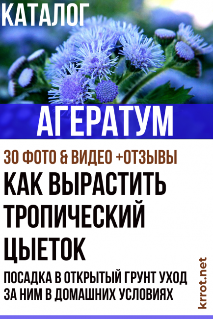 ageratum ekimi ve bakımı