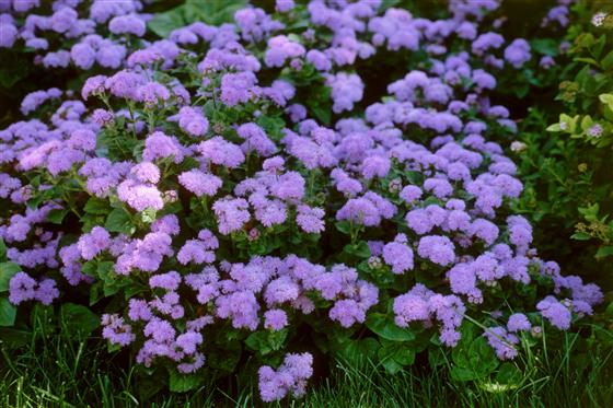 Neptün Mavisi F1 ageratum