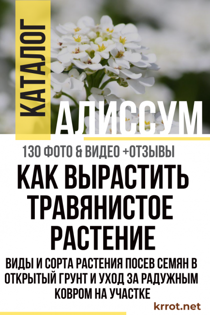 alyssum istutus ja hoito