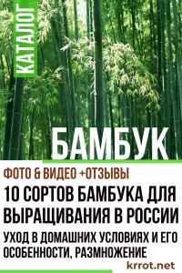 10 varietats de bambú per al cultiu a Rússia: descripció, cura de la llar i les seves característiques, reproducció (foto i vídeo) + ressenyes
