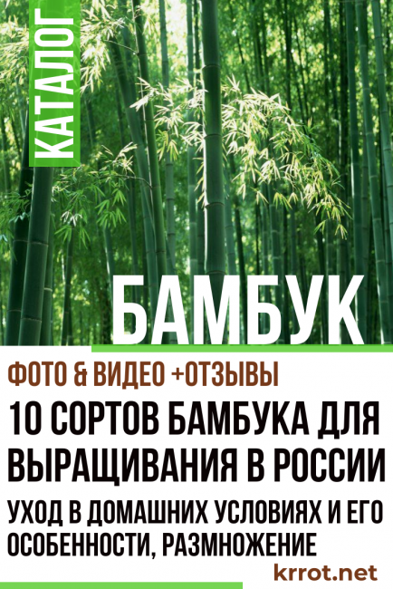 бамбук у дома