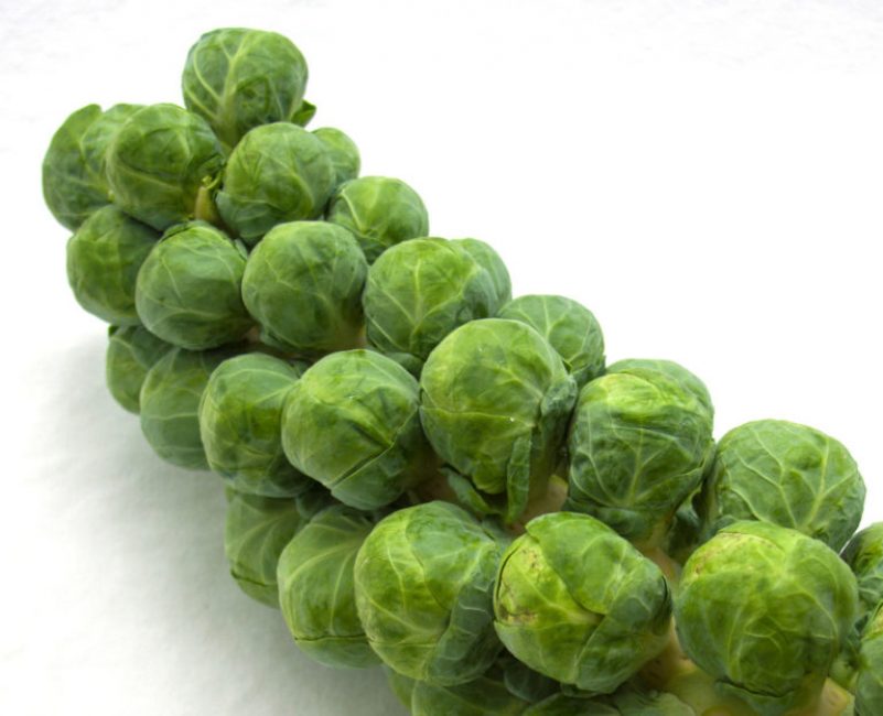 Brysselkål safir