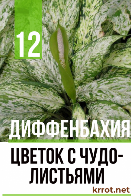dieffenbachia atenció domiciliària