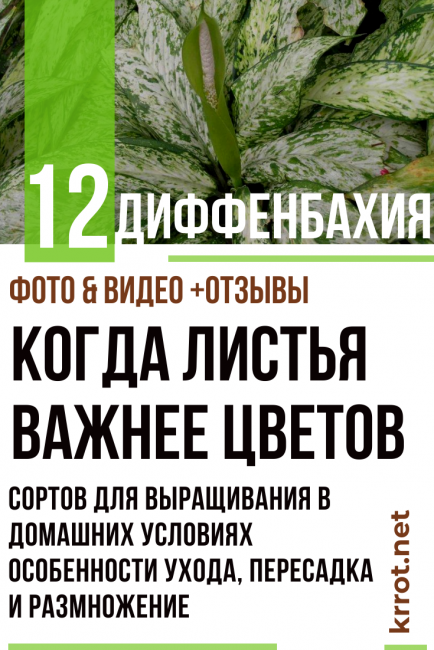 dieffenbachia a casa