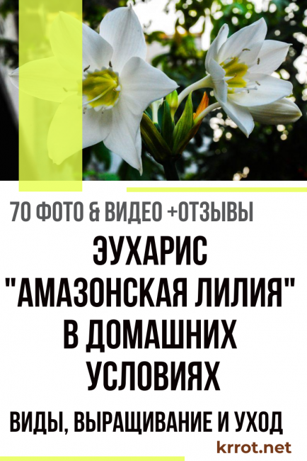 eucharis kotona