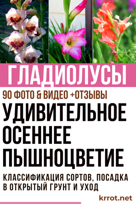 περιγραφή γλαδιόλων
