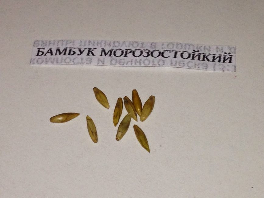 бамбукови семена
